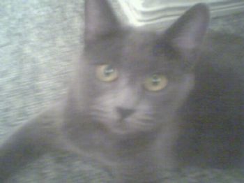 guitarmenace profile photo