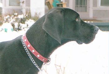 dignan profile photo