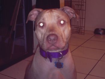 southflgirl8 profile photo