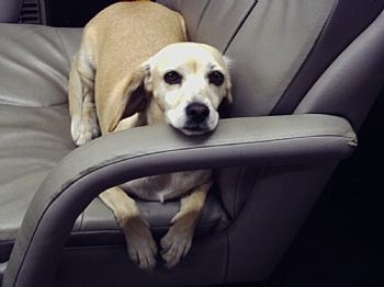 homeskillet profile photo