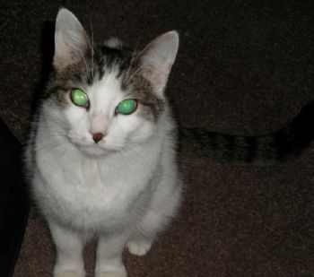 catthazelton profile photo