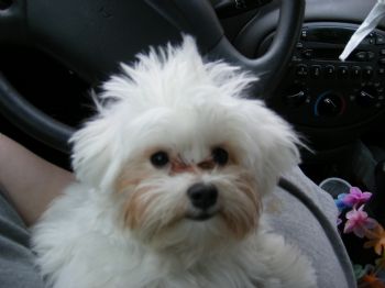wyldchick profile photo