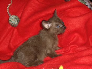 profetah profile photo