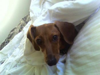 saabsaviur profile photo