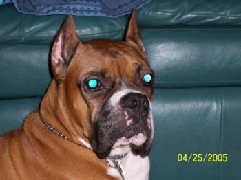 boxer_lover profile photo