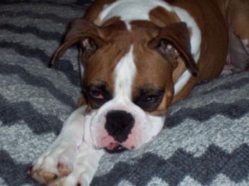 boxer_lover profile photo
