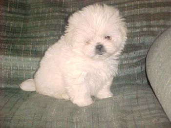 goldsboro profile photo