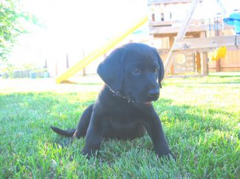 helstedt profile photo