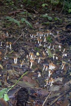 hippie20 profile photo