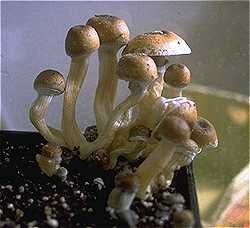 hippie20 profile photo