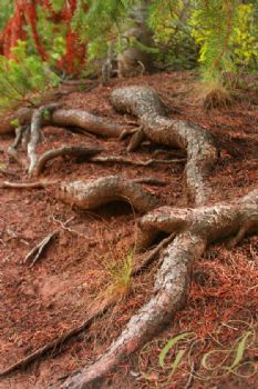 creativestuf profile photo