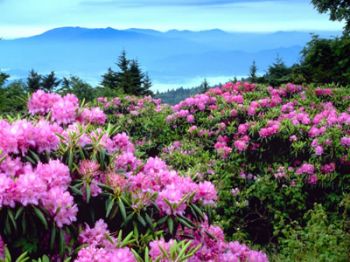 jess2581 profile photo