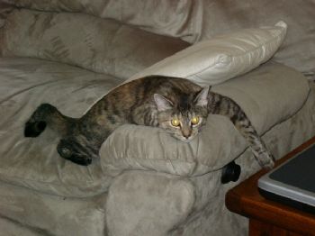 kagradel profile photo