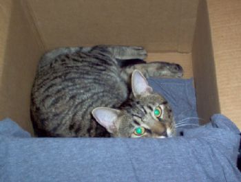 itsjustdawn8 profile photo