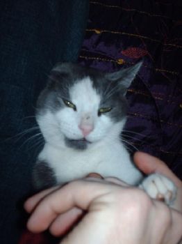 akscheets profile photo