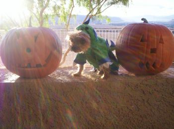 ashlypuff profile photo