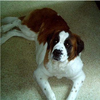 josieb420 profile photo