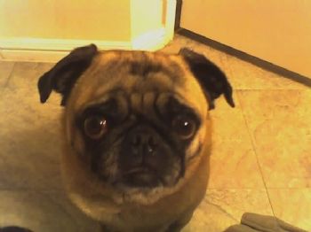 sps468 profile photo