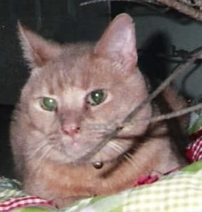 dan_kessler profile photo