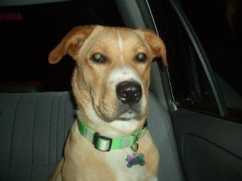 carleylutz profile photo