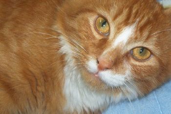 carleylutz profile photo