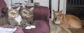 mindycvt profile photo