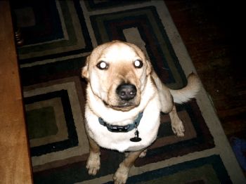 briscod profile photo