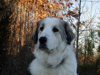 rgiesel profile photo