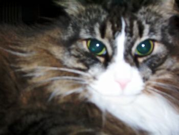 Rogue1918 profile photo