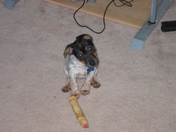 rayelinsragz profile photo