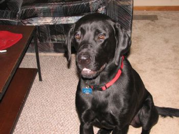 Rampant1 profile photo