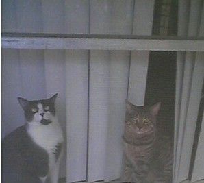 2chickshere profile photo