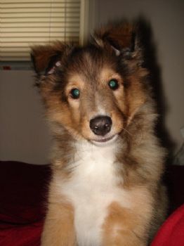 amandaomo profile photo