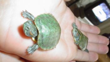 dbodani profile photo