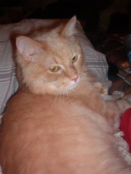 SoundsofExil profile photo