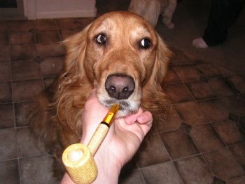 Alcaeus profile photo