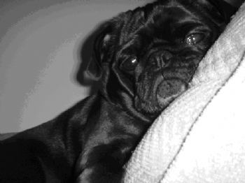 amore11581 profile photo