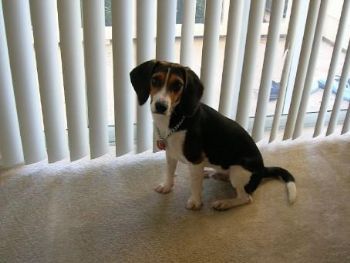 dalbert profile photo