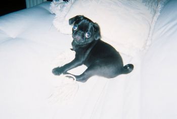 nmaiorello profile photo