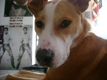 dazzle profile photo