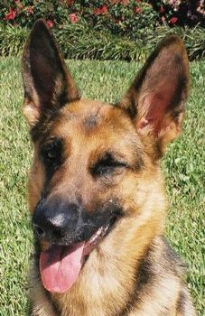 lioness9918 profile photo