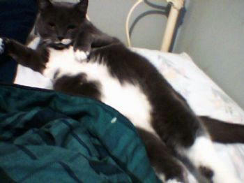 koolkat69 profile photo