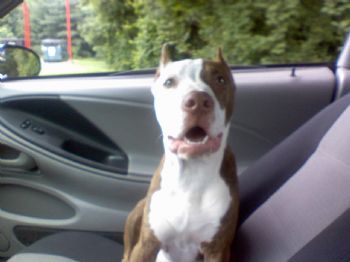 aj2003gt profile photo