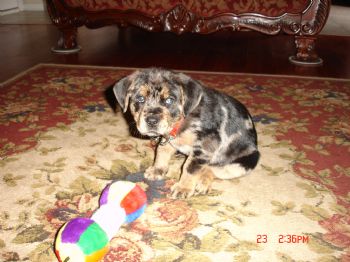 aj2003gt profile photo