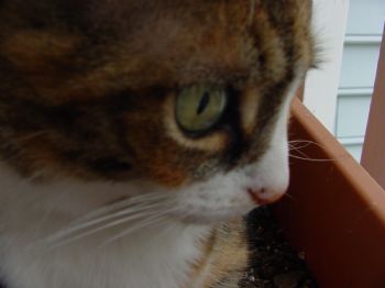 NEFFIEHELIUM profile photo