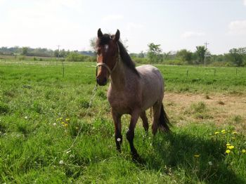 burniromo profile photo