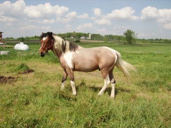 burniromo profile photo