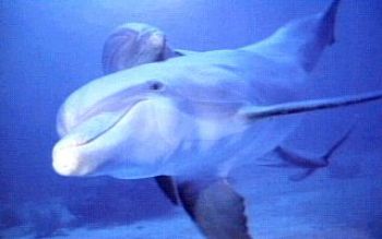 LouieChoss profile photo