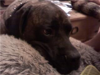 Tiger55 profile photo