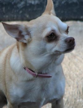 kdramler profile photo